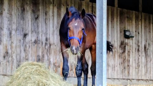 Neuzugang in der Jungpferdeherde