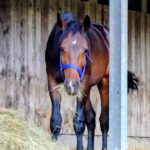 Neuzugang in der Jungpferdeherde