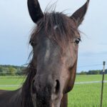Forschungprojekt Horse Voice
