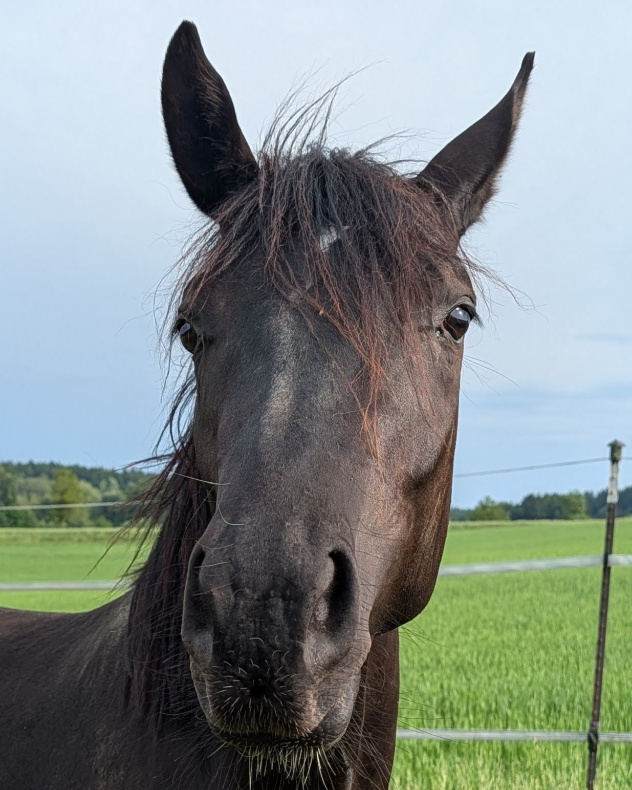 Forschungprojekt Horse Voice