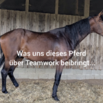 Neues Pferd in der Herde – Onboarding