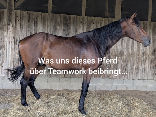 Neues Pferd in der Herde – Onboarding